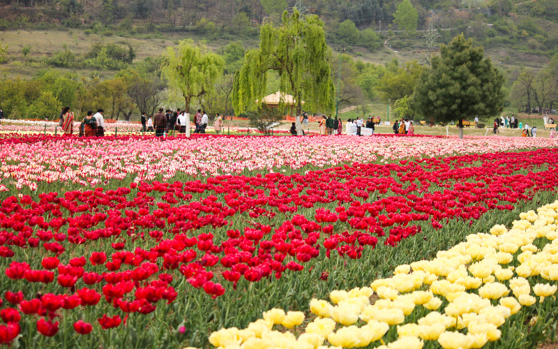 Mesmerising Kashmir