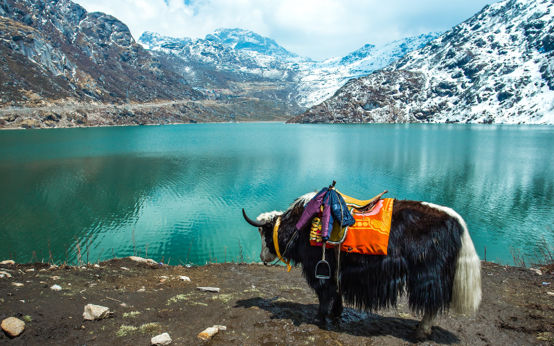 Jewels of the North East- Gangtok & Darjeeling
