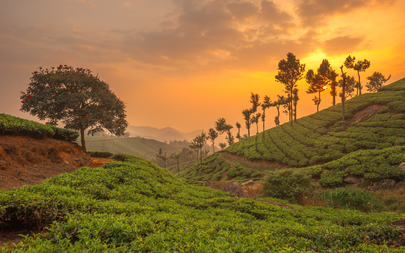 Unlimited Memories at Kerala